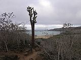 Galapagos 2-2-10 Santa Fe Prickly Pear Cactus and Beach We continued on the trail nearing the beach at Santa Fe, framed by a prickly pear cactus.